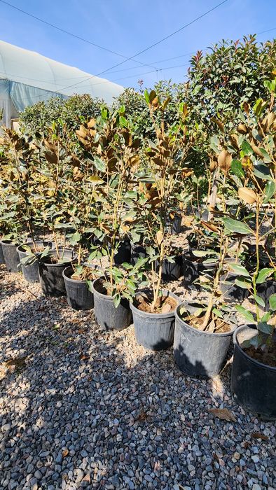 Магнолия. Грандифлора . Литл Джим. Буйи 1.20 - 1.40 см.