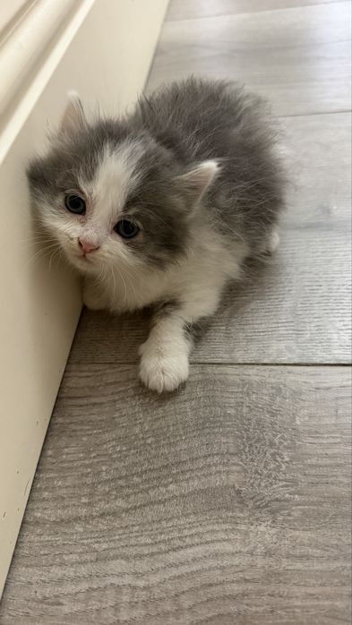 Ртлаем котят в хоршие руки