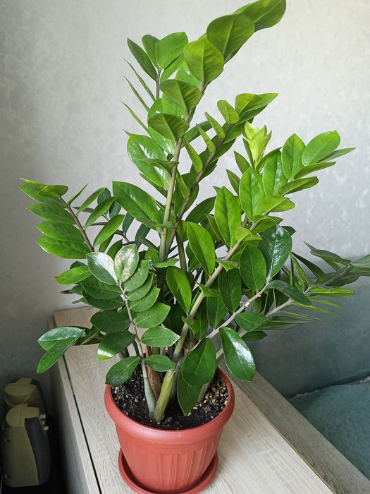 замиакулькас молодой