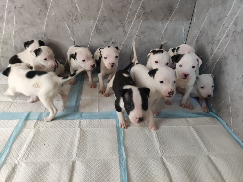 Очаровательные щенки