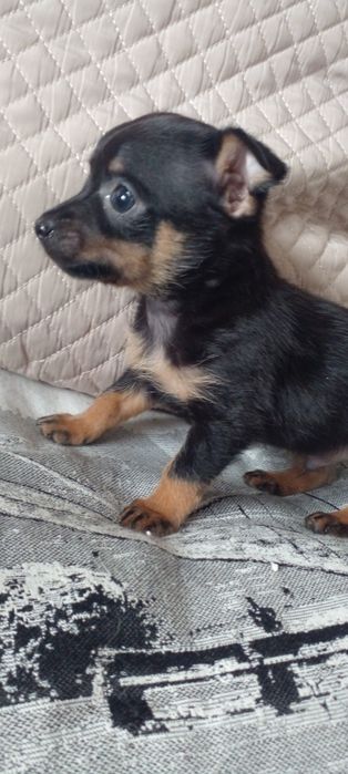 Той терьер щенки