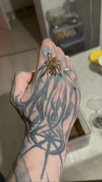 Паук птицеед Pterinochilus murinus (OBT)