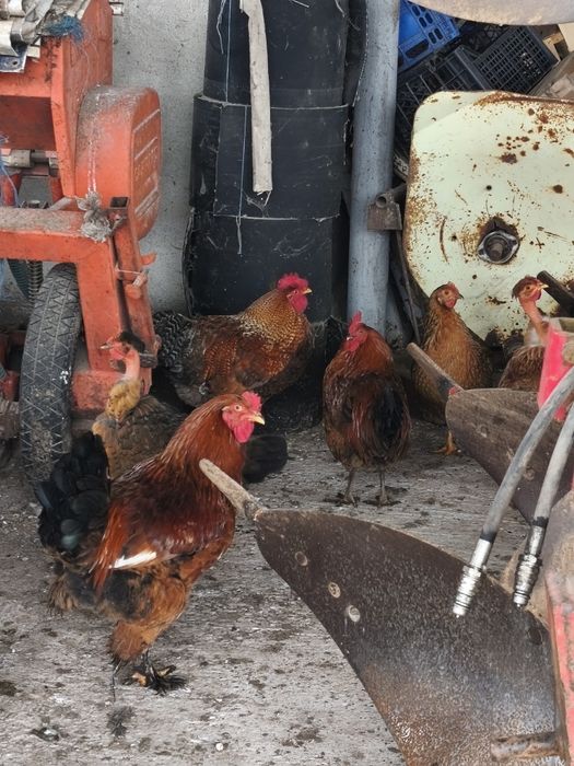 Vând  cocosi și ratoi