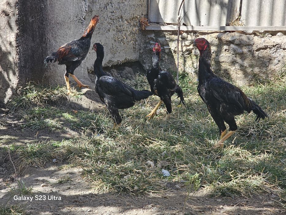 Tom va Bill haqida porno mavzular