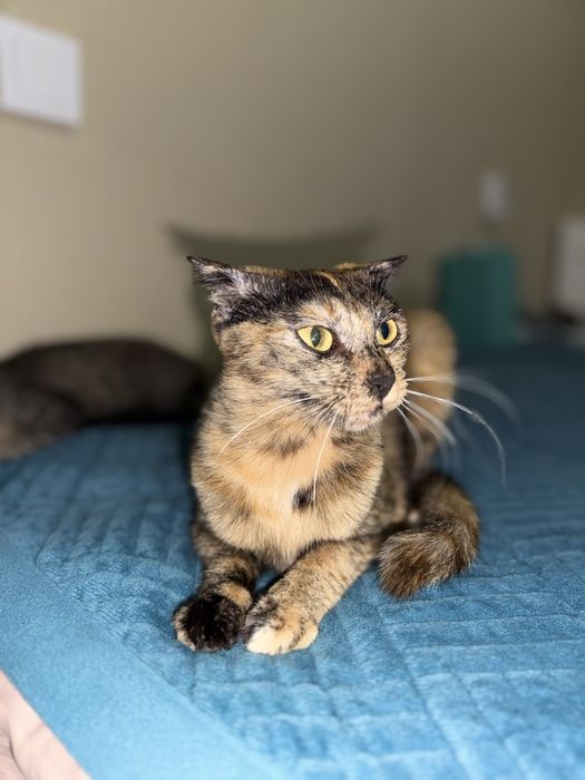 Отдам кошку в добрые руки