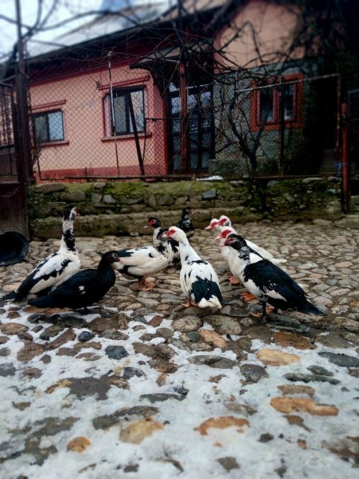 Vand sau schimb rate lesesti mute