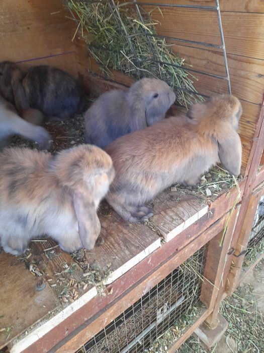 De vânzare iepurași