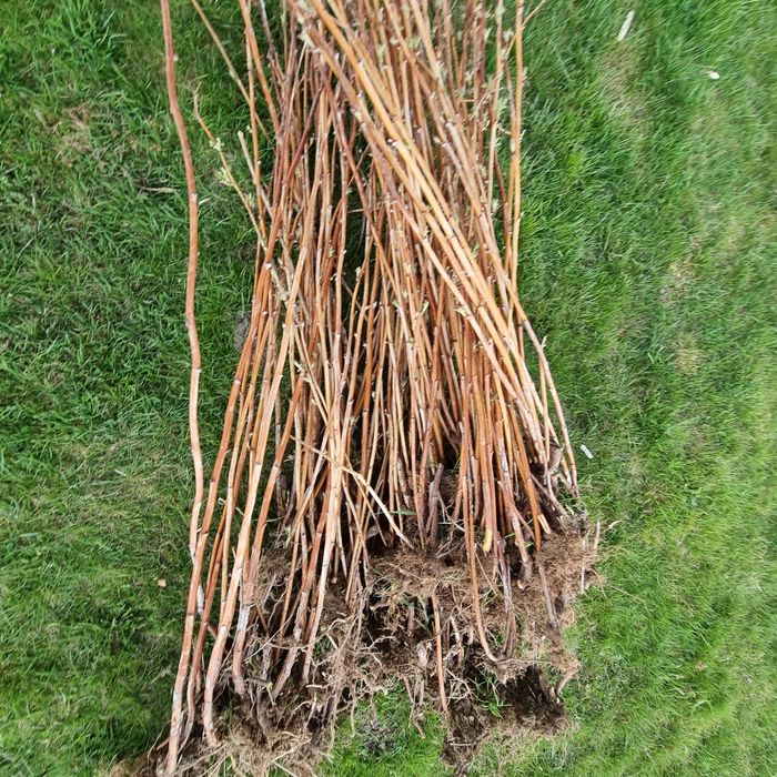 Vând butași de zmeură