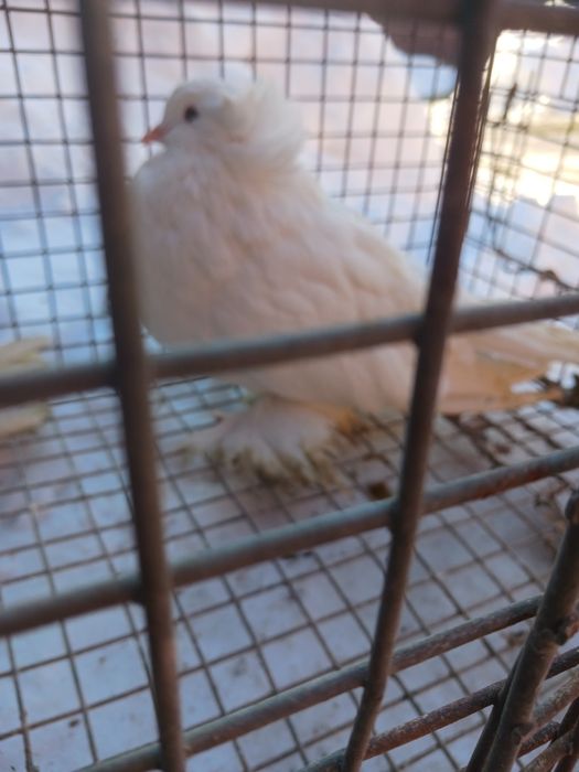 Porumbei uriasi maghiari