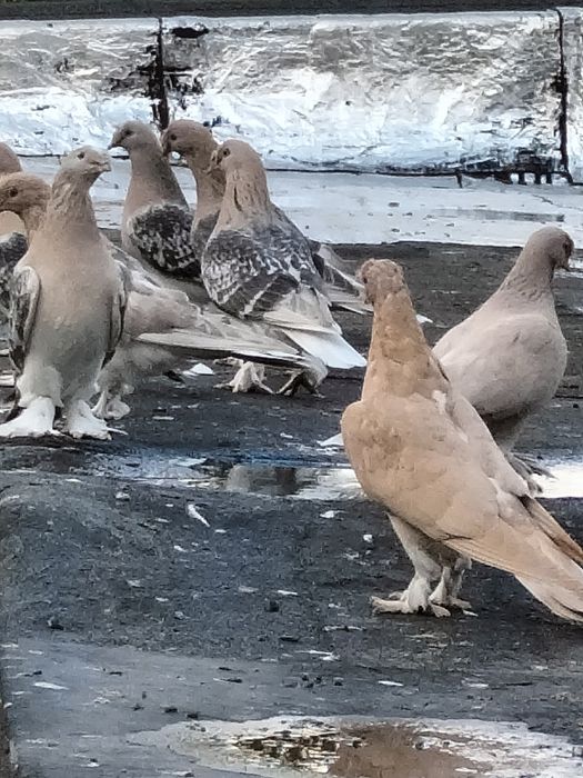 Голуби Турецкие Такла