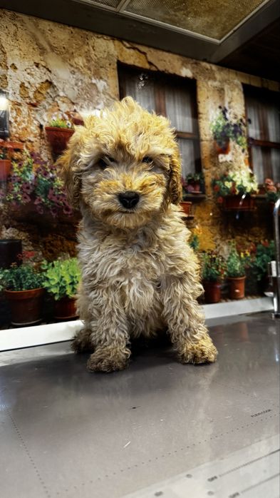 Poodle toy de vanzare