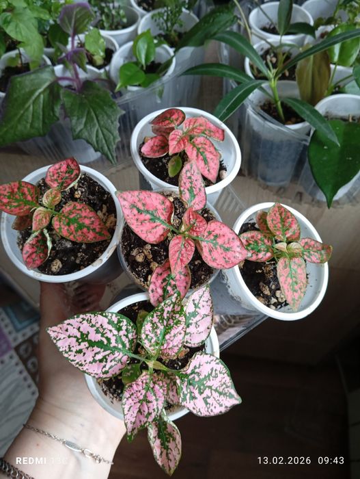 Продам отростки растений укорененые