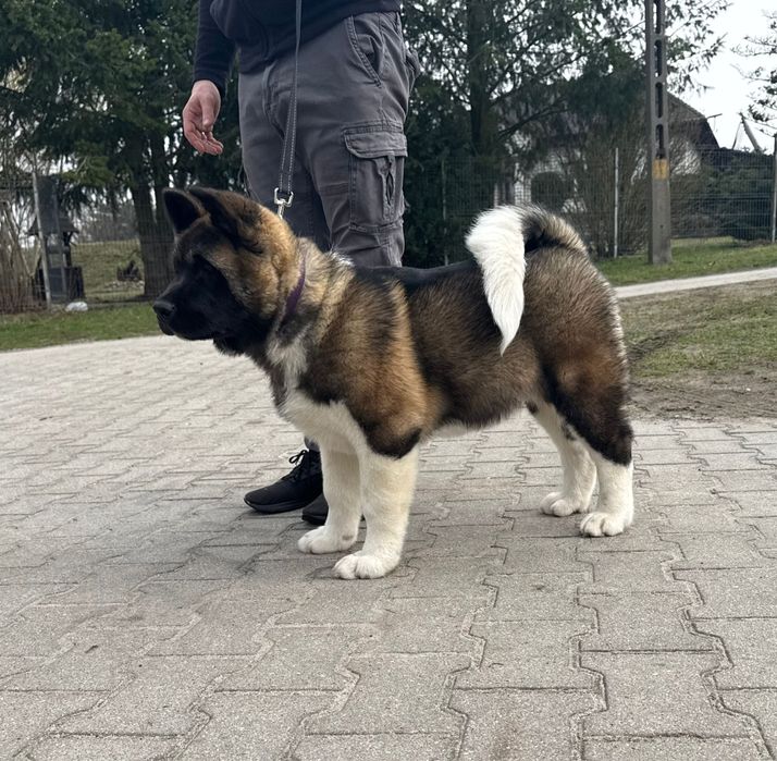 Catel Akita American cu Pedigree