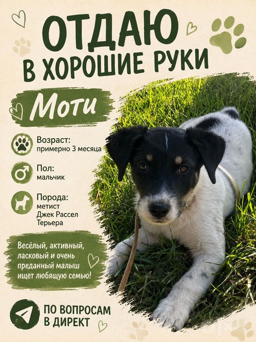 Собака в добрые руки