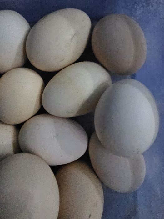 Кора шахзода,Валерий линия