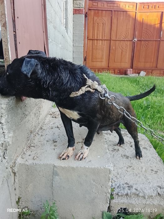 Ит сатылады бурнида тұр