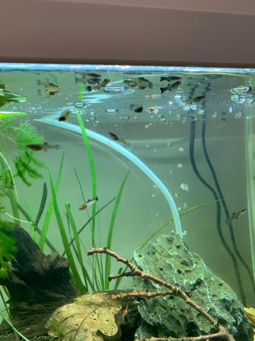 plante plutitoare pentru acvariu