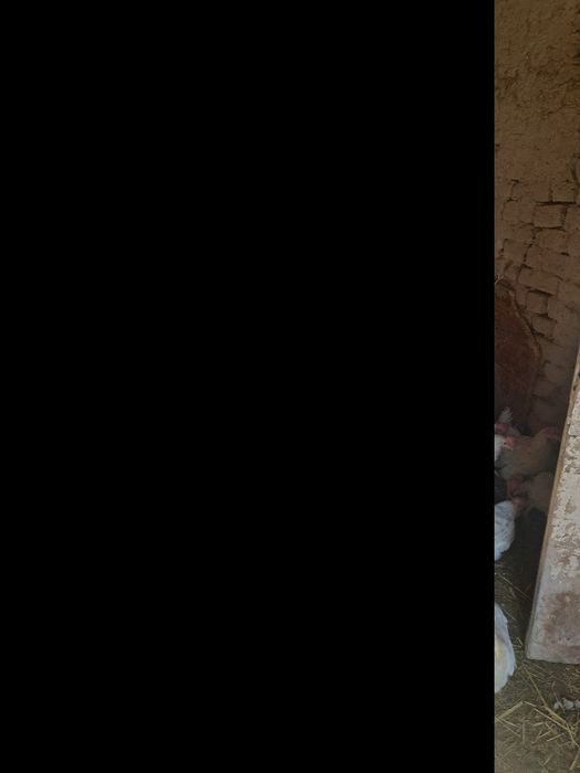 Sendi tovuqlar sotladi