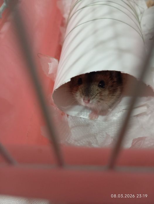 Продам джунгарских хомячков