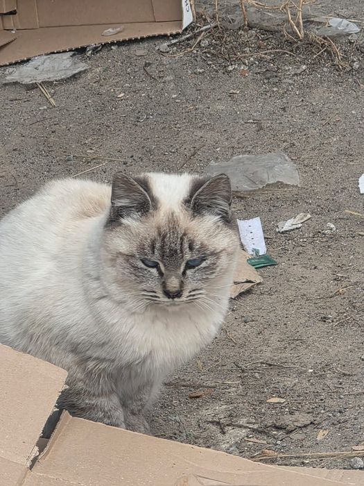 Отдам котят в хорошие руки