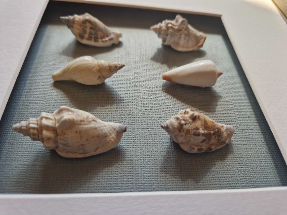 Tablouri unicat cochilii scoici pentru baie, hol, camera copil etc