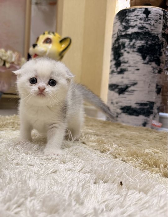 Шотланский Скоттиш Фолд!