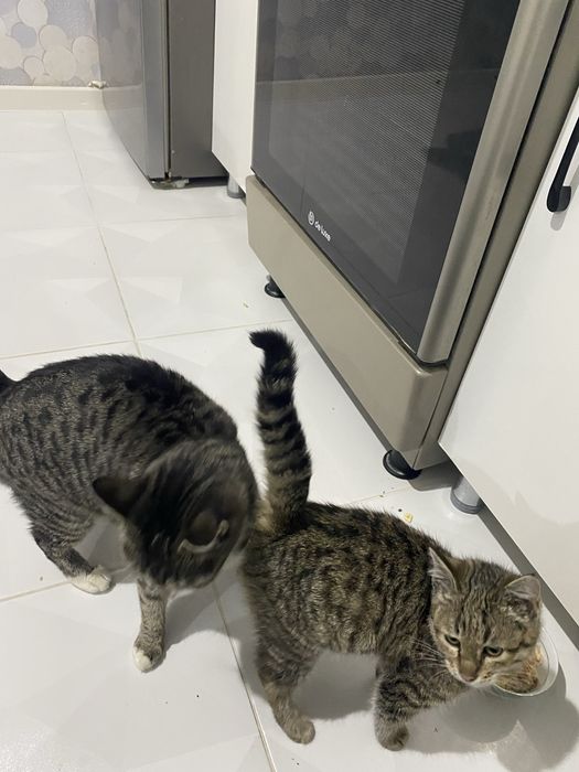 Отдам в хорошие руки