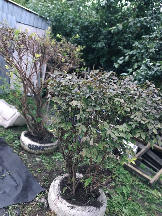 Продам дачу садовое общество Эврика-Гудок