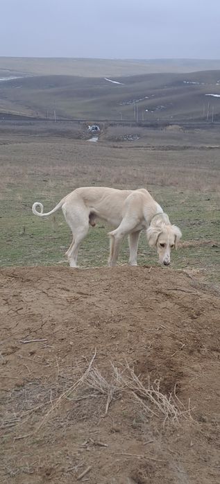 Еркек тазы сатылады
