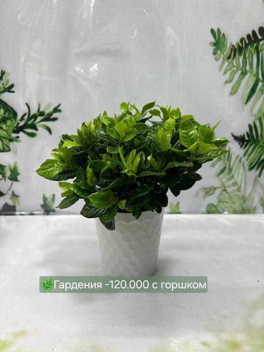 Гардения и Калатеи разных видов.