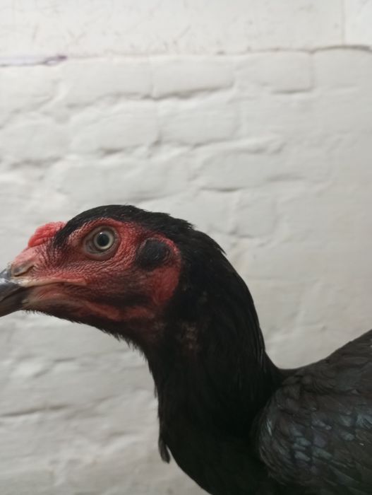 Дакан Бойцовая курица Корея чисты