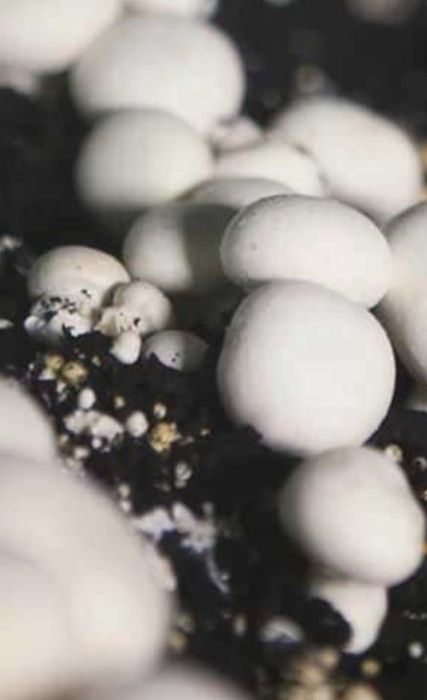 Шампиньоны продам