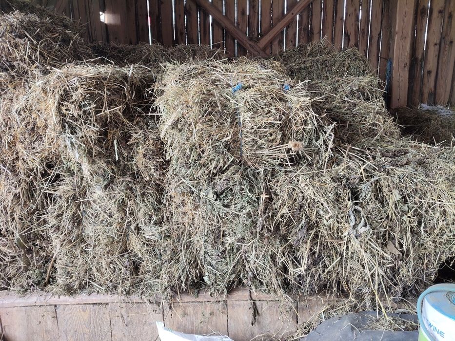 Baloți lucerna pentru viței oi  etc