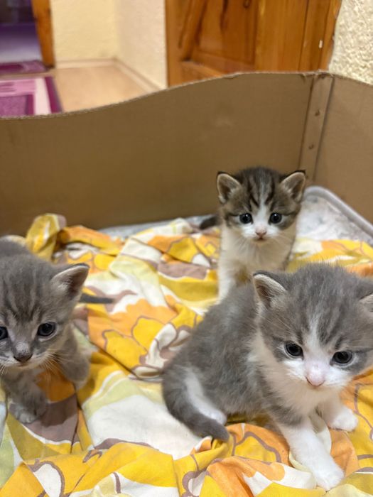 Британски късокосмести котенца