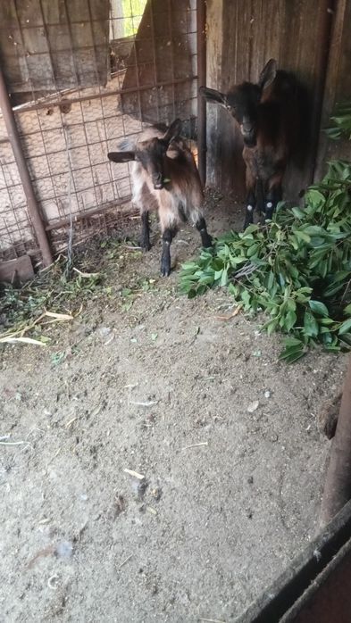 Țap si iada de vânzare amândoi sunt fără coarne din rasa alpin francez
