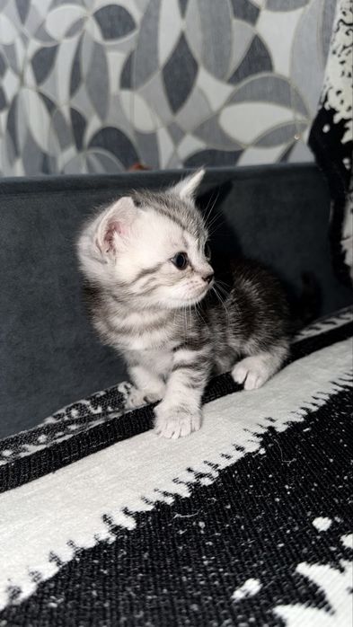 Котята Актобе скоттиш фолд