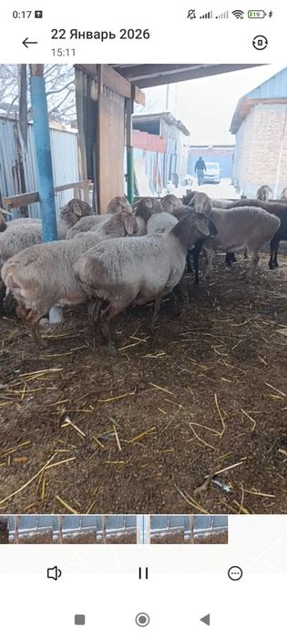 Арашан котные матки