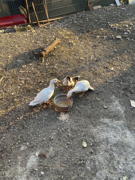 Rate lesesti 2025, pret 80 lei