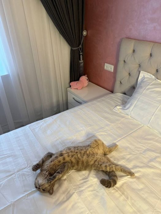 Породистая кошка мальчик для вязки не продается умная