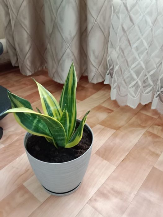 Комнатные цветы