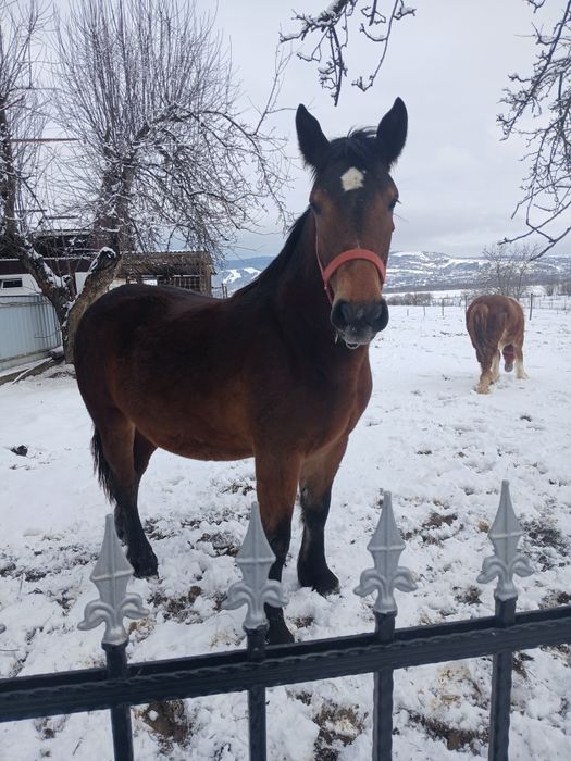 Se vinde mânză la alegere!!! Capu Câmpului