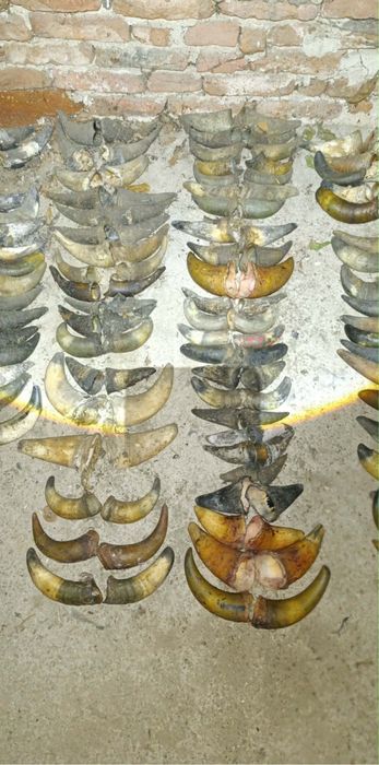 Рога от крави за маски