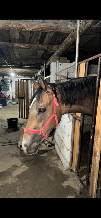 Лошадь чк байтал