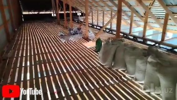 Томга пена ломбоз куйиш хизматини таклиф киламиз