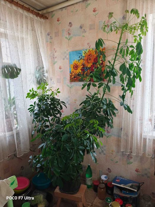 Комнатный цветок Шеффлера