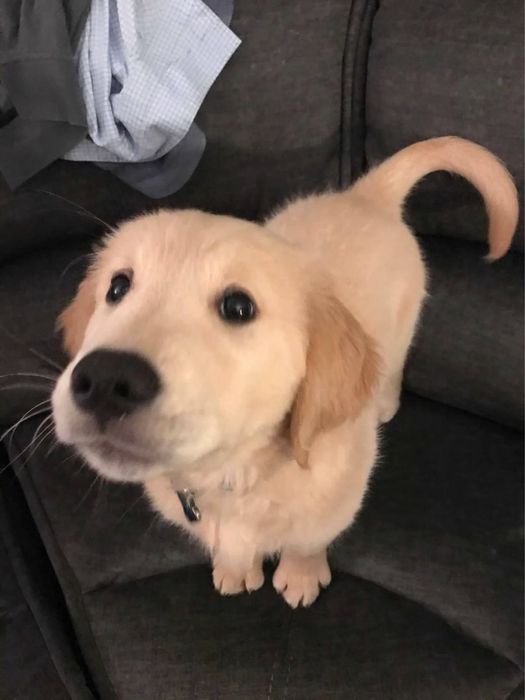 Передержка кошек и маленьких собак