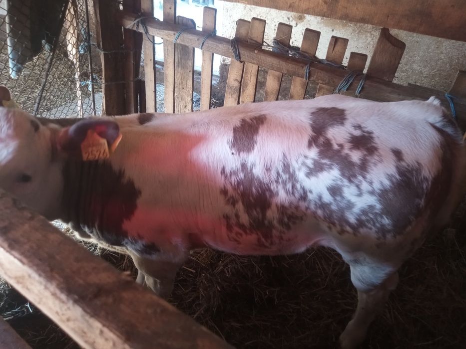 Vând vițea belgă albastră