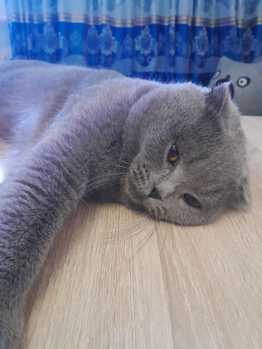 Вязка котик 1.5 года