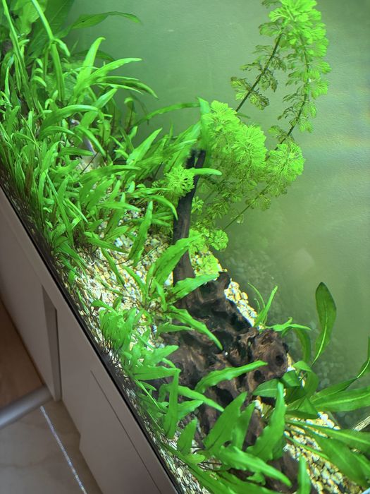 Аквариум EHEIM 126 литра напълно оборудван