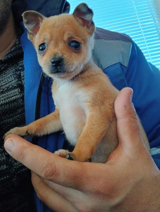 Пинчер            .